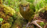 kakapo is one of the world dumbest animals