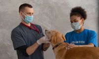 veterinary doctors